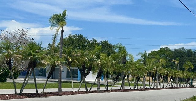 Palm-lined street in sunny neighborhood